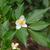 Stewartia sinensis