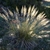 Form in bloom