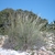 Form growing in Portugal