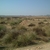 Native habitat
