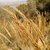 Seedheads