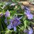 Stokesia laevis 'Blue Danube'
