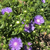 Stokesia laevis
