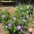 Stokesia laevis
