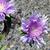 Close up of flower