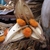 3-parted capsule open to reveal orange fuzzy seeds.