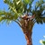 Large leaves & white and blue flowers.
