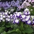 Display of various cultivars with flowers in blue, pink or white
