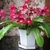 Potted plant with coarse leaves & sprays of red tubular flowers.