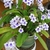 Potted plant with strap leaves & sprays of white & blue flowers