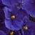 Close-up of the dark blue flowers with yellow anthers.