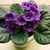 Clusters of violet flowers held above a rosette of fuzzy leaves.