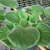 Rosette of fuzzy, orbicular leaves.