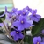 Clusters of blue flowers held above the fuzzy leaves.