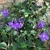 Fuzzy leaves and bluish trumpet-shaped flowers.