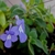 Fuzzy leaves and bluish trumpet-shaped flowers.