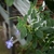 Fuzzy leaves, bluish trumpet-shaped flowers & narrow seed pods..
