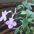 Fuzzy leaves and bluish trumpet-shaped flowers.