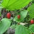 Berries, leaves and zig-zag stems