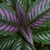 Strobilanthes dyerianus