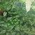 Green leaves with bullate lamina and wavy margin.