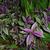 Strobilanthes auriculata var. dyeriana
