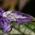 strobilanthes auriculata var. dyeriana