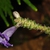 strobilanthes auriculata var. dyeriana