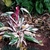 Colorful folige with pink, white and green variegation.