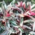 Colorful folige with pink, white and green variegation.