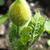 Flower bud