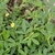 Stylosanthes biflora