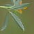 Stylosanthes biflora