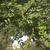 Styphnolobium japonicum