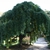 Styphnoobium japonica 'Pendula'