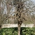 Styphnoobium japonica 'Pendula'