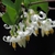 Styrax americanus