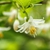Styrax americanus