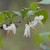 Styrax americanus