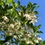 Flowers/Buds Clusters - Summer - Wake Co., NC