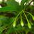 Styrax japonicus