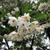 Styrax japonicus