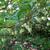 Styrax japonicus