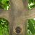 Styrax obassia