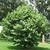 Styrax obassia