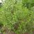 Styrax americanus