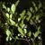 Styrax americanus