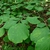 Styrax grandifolius