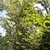 Styrax grandifolius