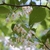 Styrax grandifolius
